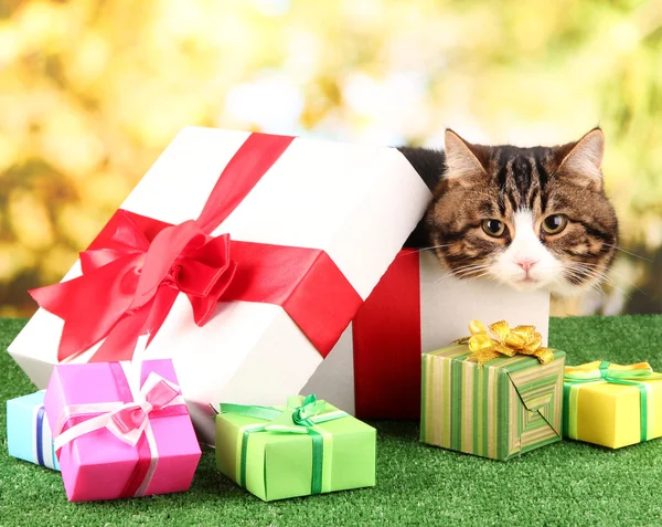 Gato en caja de regalo sobre hierba sobre fondo brillante —  Fotos de Stock