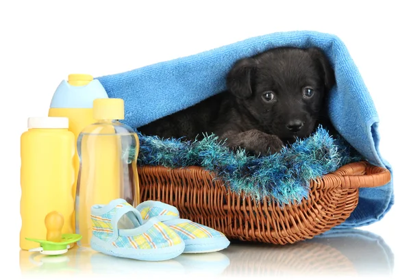 Cute puppy in basket isolated on white Royalty Free Stock Images