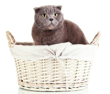 Sepette Beyaz izole kedi