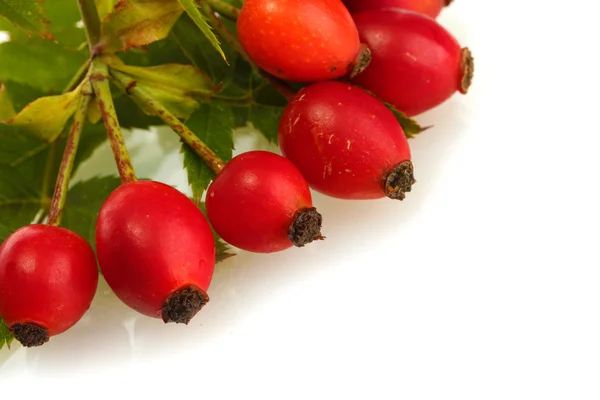 Ripe hip roses on branch with leaves, isolated on white — Stock Photo, Image