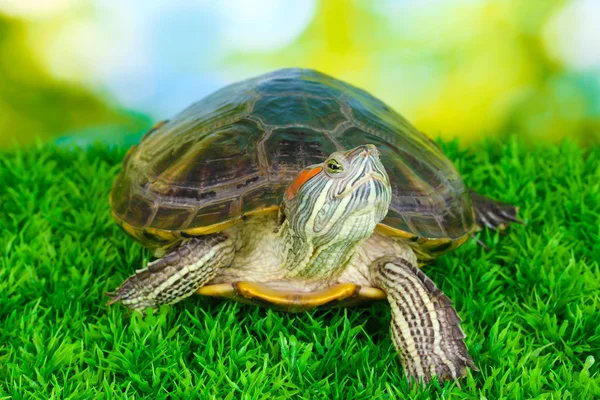 Tortuga oreja roja sobre hierba sobre fondo brillante —  Fotos de Stock