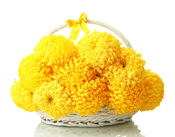 Bright yellow chrysanthemums in basket, isolated on white — Stock Photo, Image