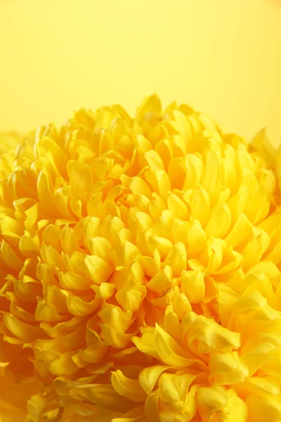 Bright chrysanthemum flower, on yellow background — Stockfoto