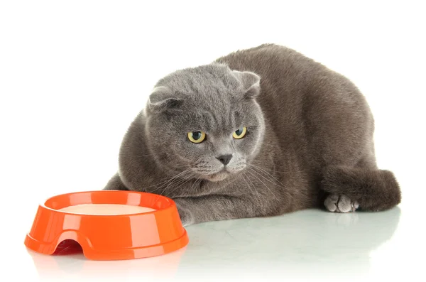 Gatto con cibo isolato su bianco — Foto Stock