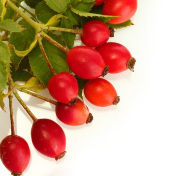 Olgun kalça gül dalı yapraklarla üzerine beyaz izole