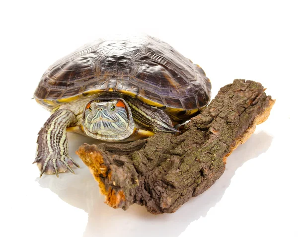 Červené ucho želva izolované na bílém — Stock fotografie