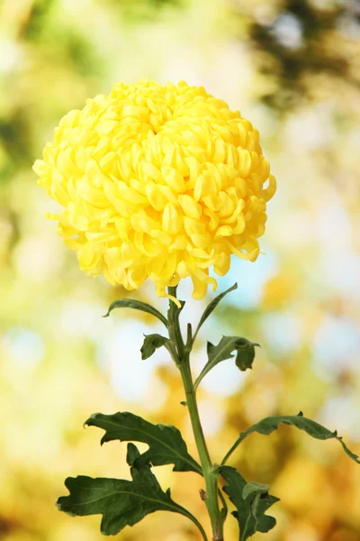 Crisantemo giallo brillante, su sfondo verde — Foto Stock