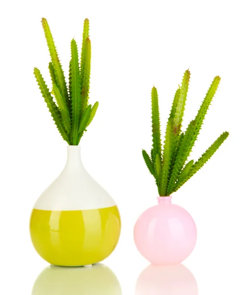 Cactus in vaso isolato su bianco — Foto Stock