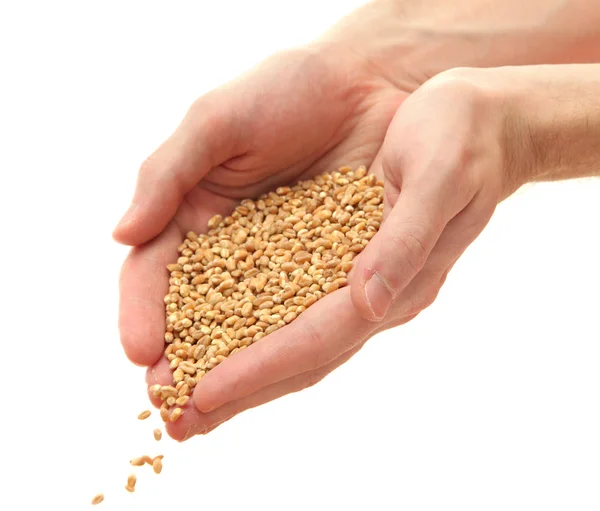 Man hands with grain, isolated on white — Stock Photo, Image