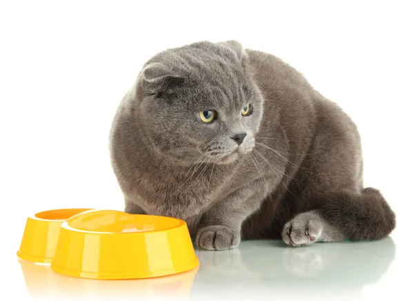 Gato com alimento isolado em branco — Fotografia de Stock