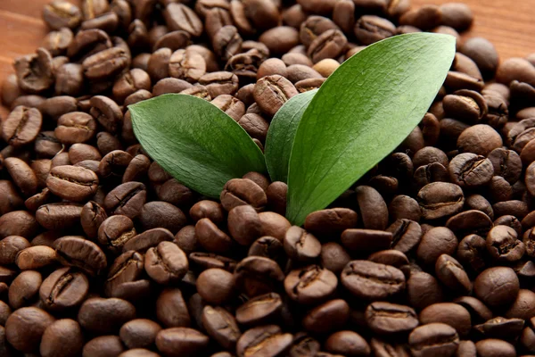 Κόκκους καφέ με φύλλα close-up — Φωτογραφία Αρχείου