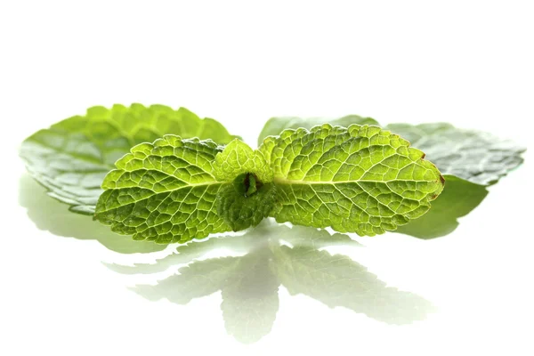 Mint isolated on white — Stock Photo, Image