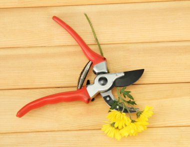 secateurs ahşap zemin çiçek