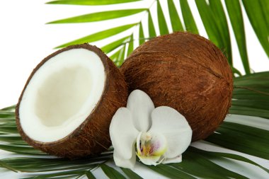Coconuts with leaves and flower, close up clipart