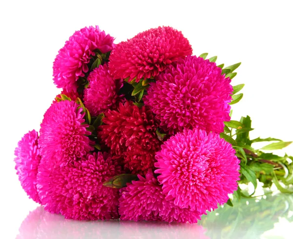 Roze aster bloemen, geïsoleerd op wit — Stockfoto