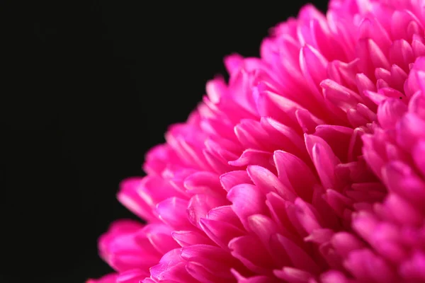 Hermosa flor de aster, sobre fondo negro — Foto de Stock