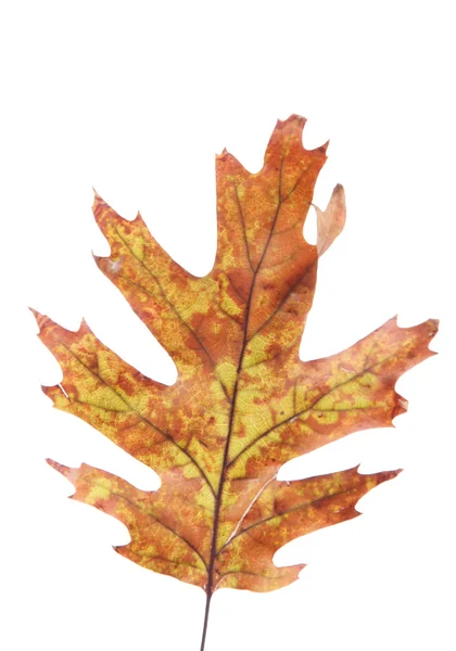 Hoja de otoño brillante, aislado en blanco — Foto de Stock