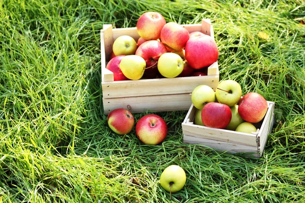 Crates of fresh ripe apples in garden on green grass — Stock Photo, Image