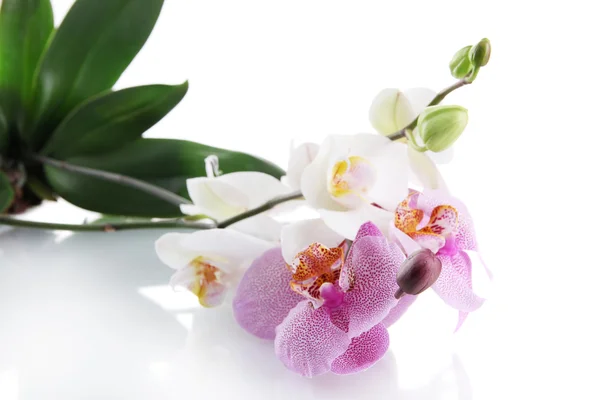 Hermosas orquídeas, aisladas en blanco — Foto de Stock