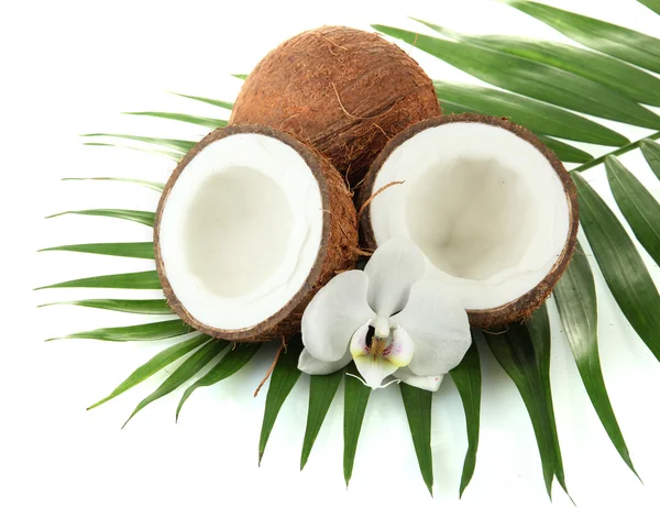 Cocos con hojas y flores, aislados sobre blanco —  Fotos de Stock