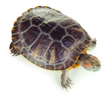 red ear turtle isolated on white clipart