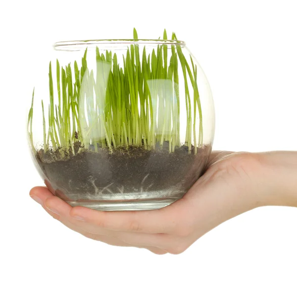 Hands holding glass vase with growing grass isolated on white — Stock Photo, Image