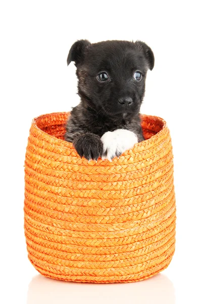Lindo cachorro en cesta aislado en blanco — Foto de Stock