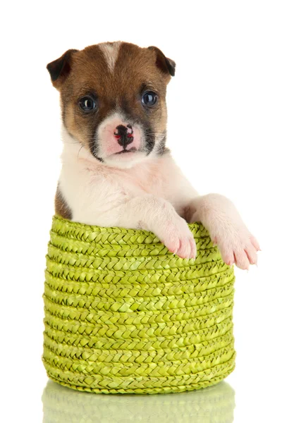 Cachorrinho pequeno bonito na cesta isolada no branco — Fotografia de Stock