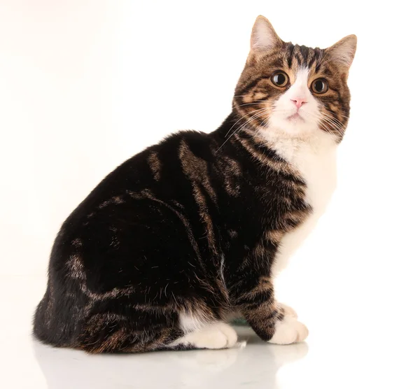 Chat isolé sur blanc — Photo