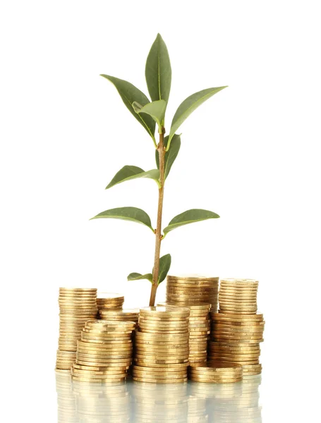 Plant growing out of gold coins isolated on white — Stock Photo, Image
