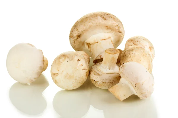 Verse champignons geïsoleerd op wit — Stockfoto