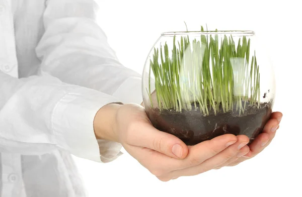 Mains tenant un vase en verre avec de l'herbe en croissance isolé sur blanc — Photo