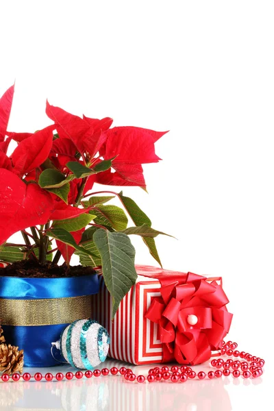 Hermosa poinsettia con bolas de Navidad y regalos aislados en blanco —  Fotos de Stock