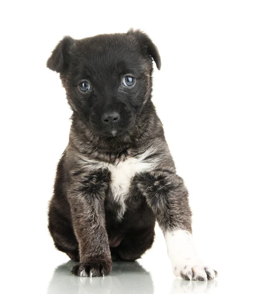 Lindo cachorro aislado en blanco — Foto de Stock