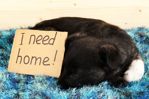 Cute puppy sleeping with sign — Stock Photo, Image