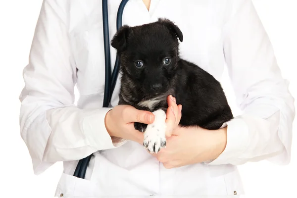 Veteriner Hekim holding beyaz izole köpek yavrusu — Stok fotoğraf