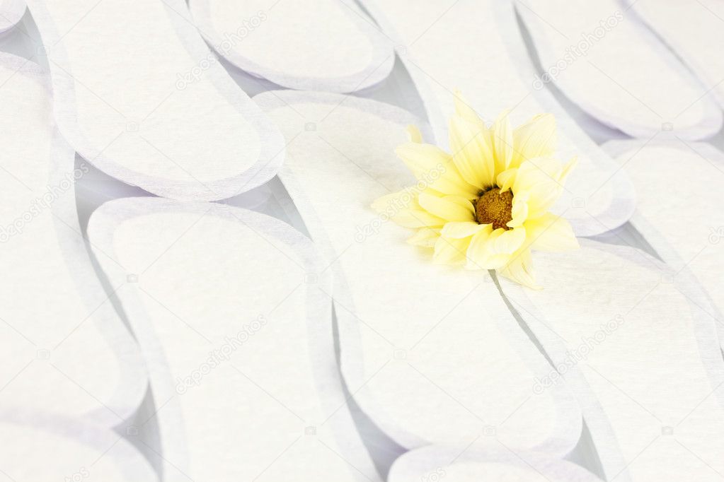 Daily panty liners and yellow flower on white background close-up
