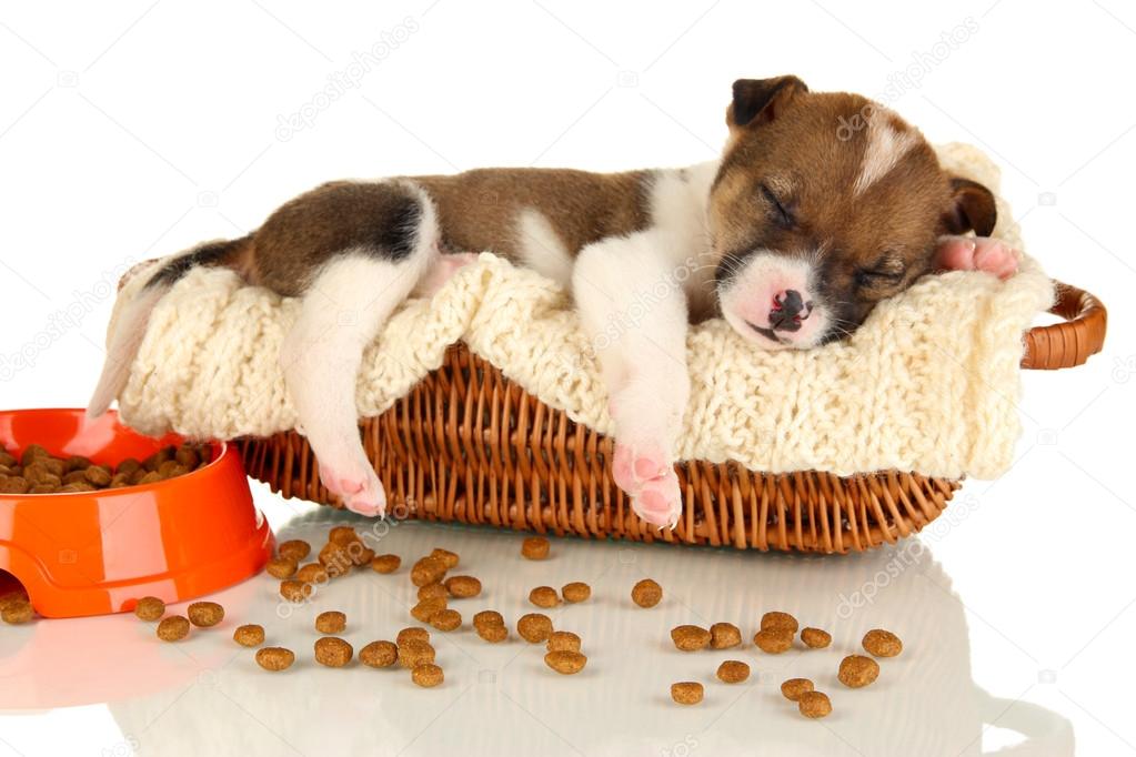 Beautiful little puppy sleeping in basket isolated on white