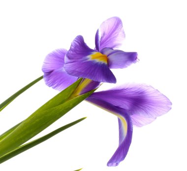 beyaz izole mor iris çiçeği