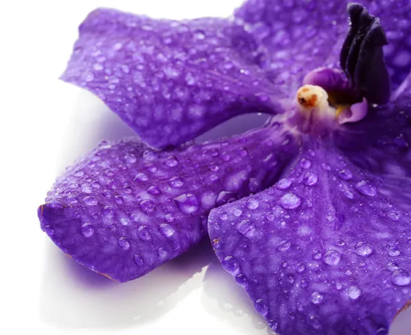 Fiore di orchidea viola, isolato su bianco — Foto Stock