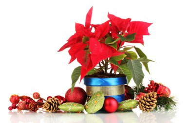 beyaz izole Noel topları ile güzel yılbaşı çiçeği