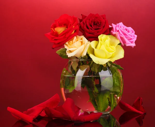 Belas rosas em vaso de vidro no fundo vermelho — Fotografia de Stock