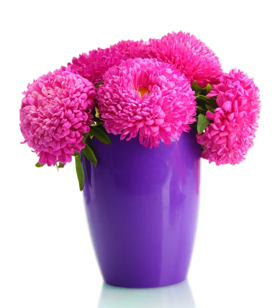 Roze aster bloemen in bloempot, geïsoleerd op wit — Stockfoto