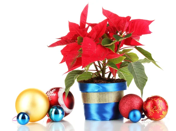 Hermosa poinsettia con bolas de Navidad aisladas en blanco —  Fotos de Stock