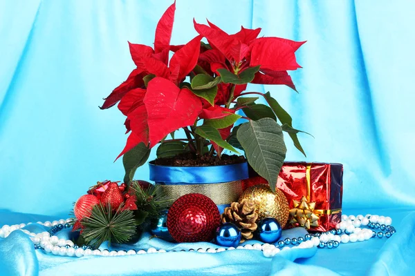 Hermosa poinsettia con bolas de Navidad y regalos sobre fondo de tela azul —  Fotos de Stock