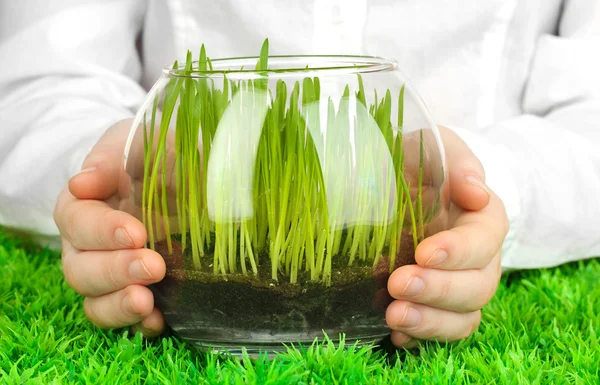Hands holding glass vase with growing grass — Stock Photo, Image