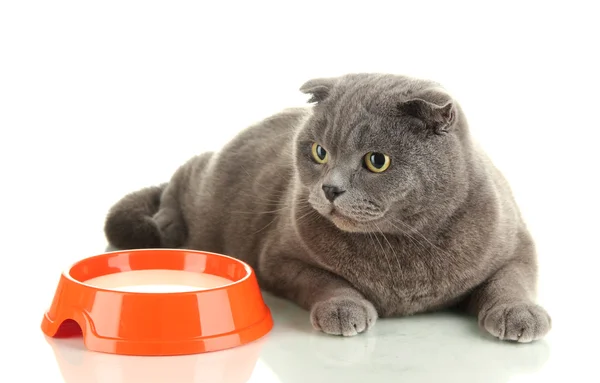 Γάτα με τα τρόφιμα που απομονώνονται σε λευκό — Φωτογραφία Αρχείου