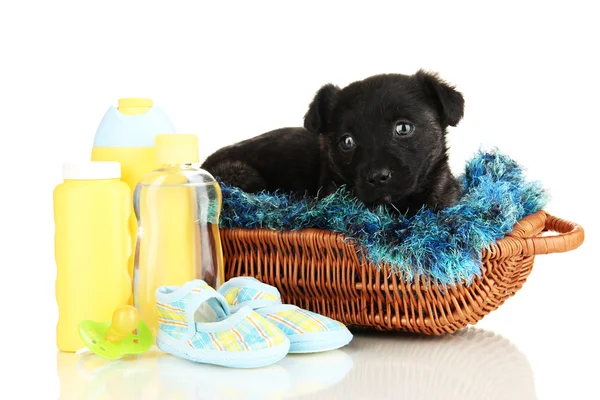 Cute puppy in basket isolated on white Stock Photo