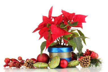 beyaz izole Noel topları ile güzel yılbaşı çiçeği