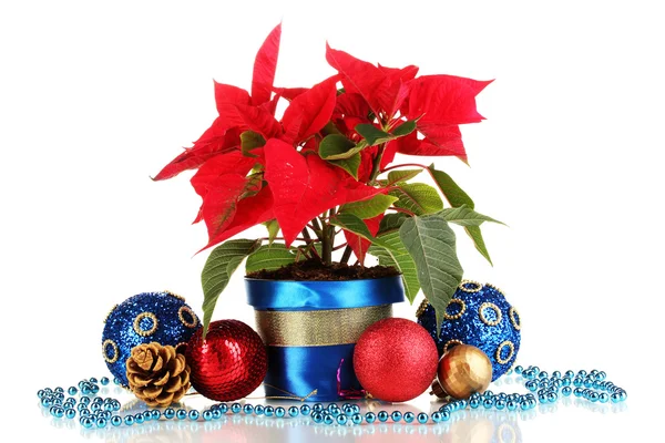 Krásné vánoční hvězda s vánoční koule izolované na bílém — Stock fotografie